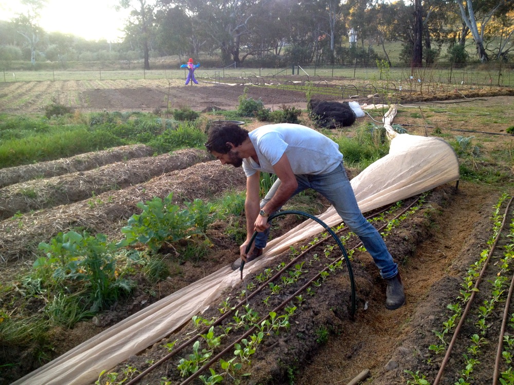 A backyard vegetable bed covered with white insect netting supported by hoops, with a homeowner securing the edges along the soil