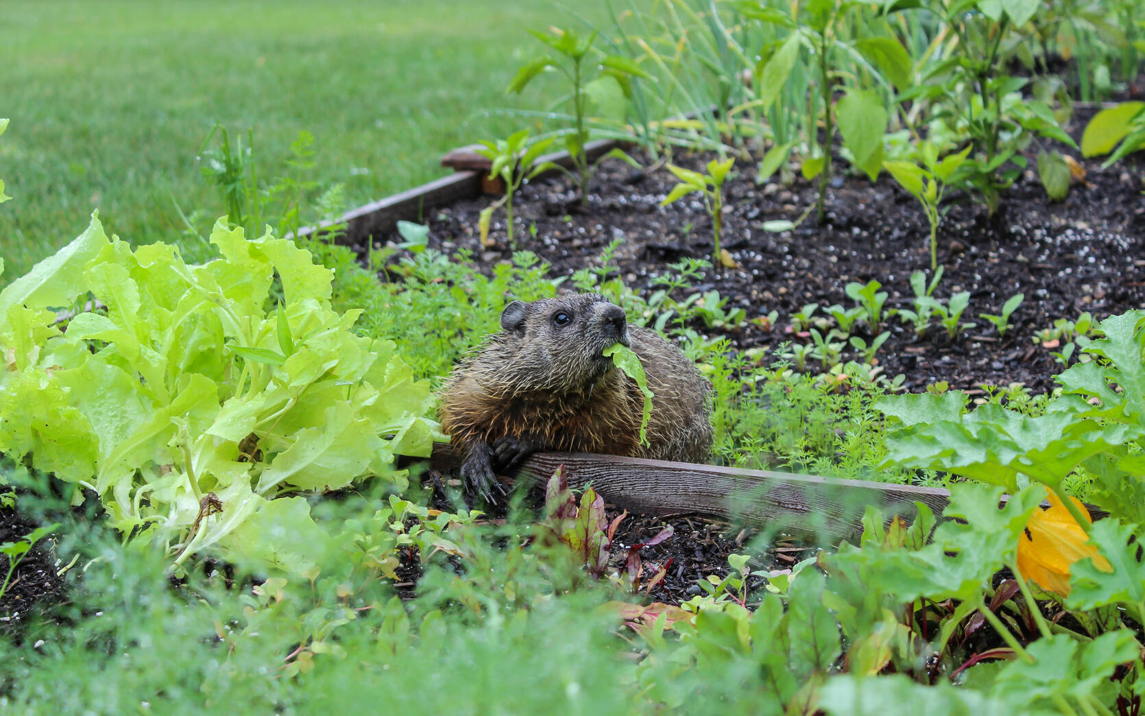 A backyard vegetable garden bed with leafy greens chewed down to stems and scattered plant pieces on the soil, realistic photo