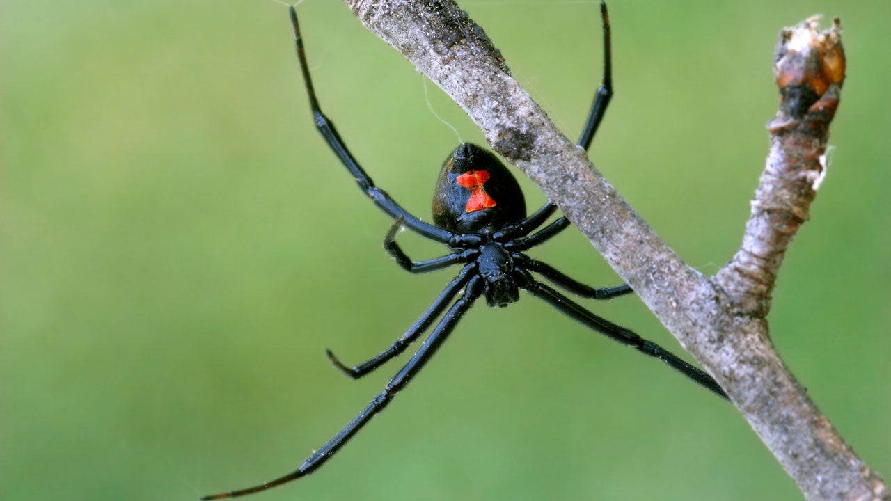 How to Get Rid of Black Widow Spiders