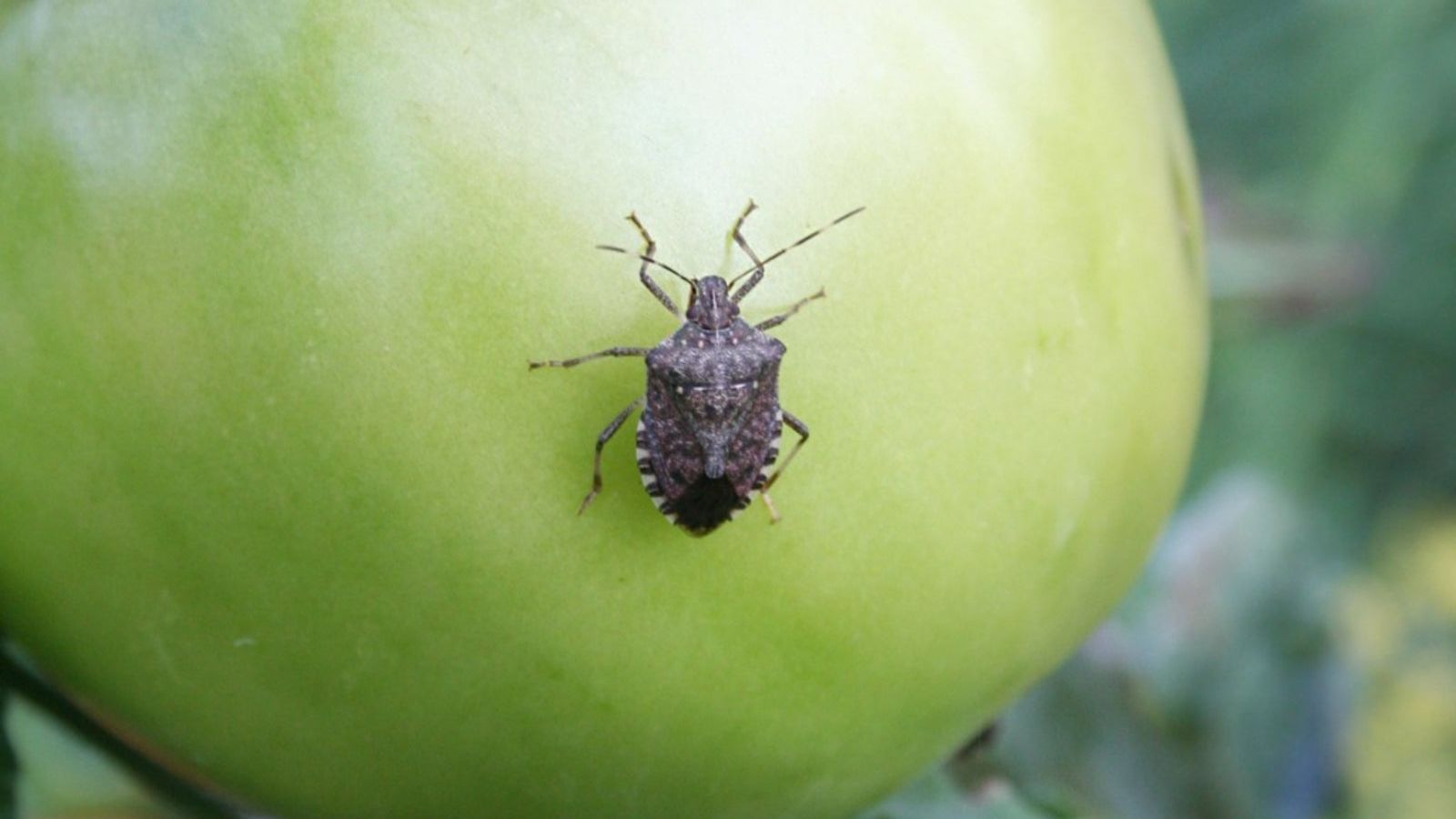 How to Get Rid of Stink Bugs in the Garden
