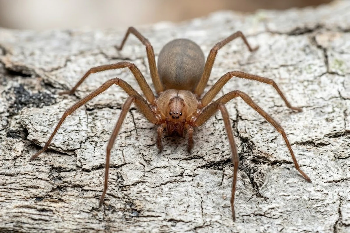 How to Get Rid of Brown Recluse Spiders