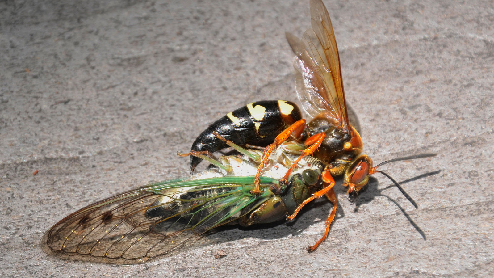 A cicada killer wasp pulling a cicada across bare soil near a lawn edge in bright summer sun