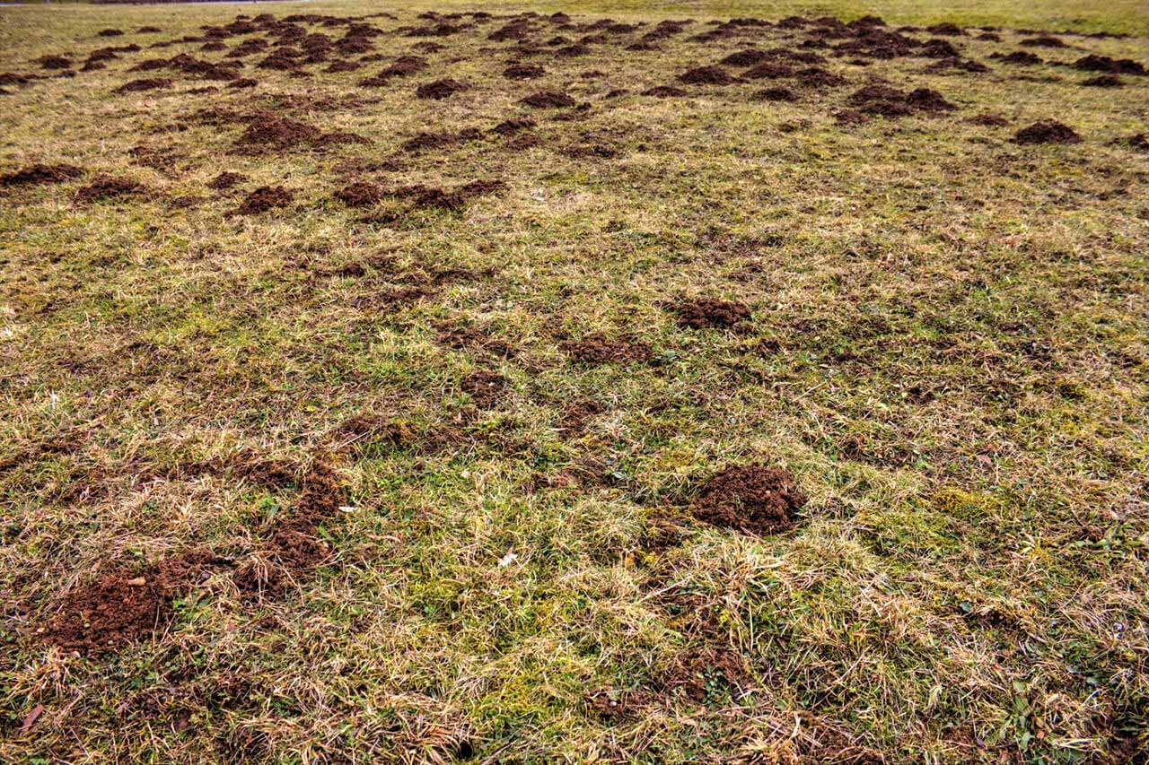 A close-up of a fan-shaped gopher mound with the tunnel entrance plugged with soil on the side of the mound, outdoor yard photo