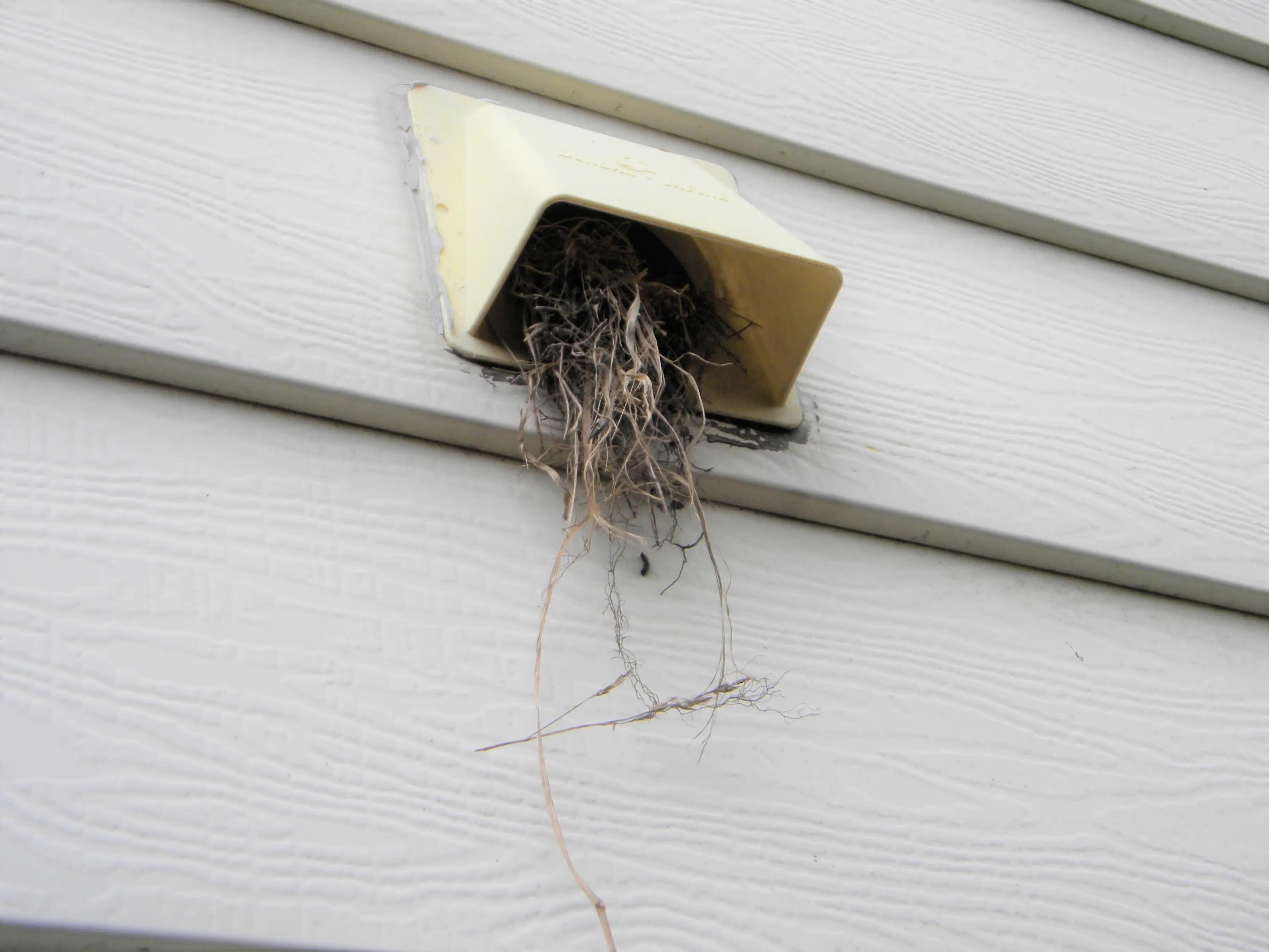 A close-up photo of a typical exterior dryer vent hood on vinyl siding with twigs visible inside the opening, taken in daylight