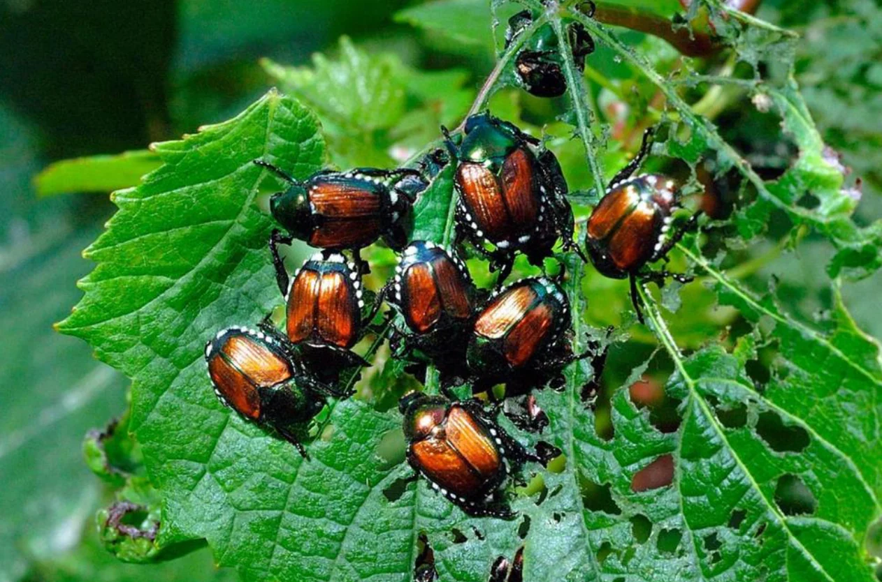 A close-up photo of several metallic green and copper Japanese beetles feeding on a rose leaf, with visible skeletonized leaf tissue in bright summer sunlight