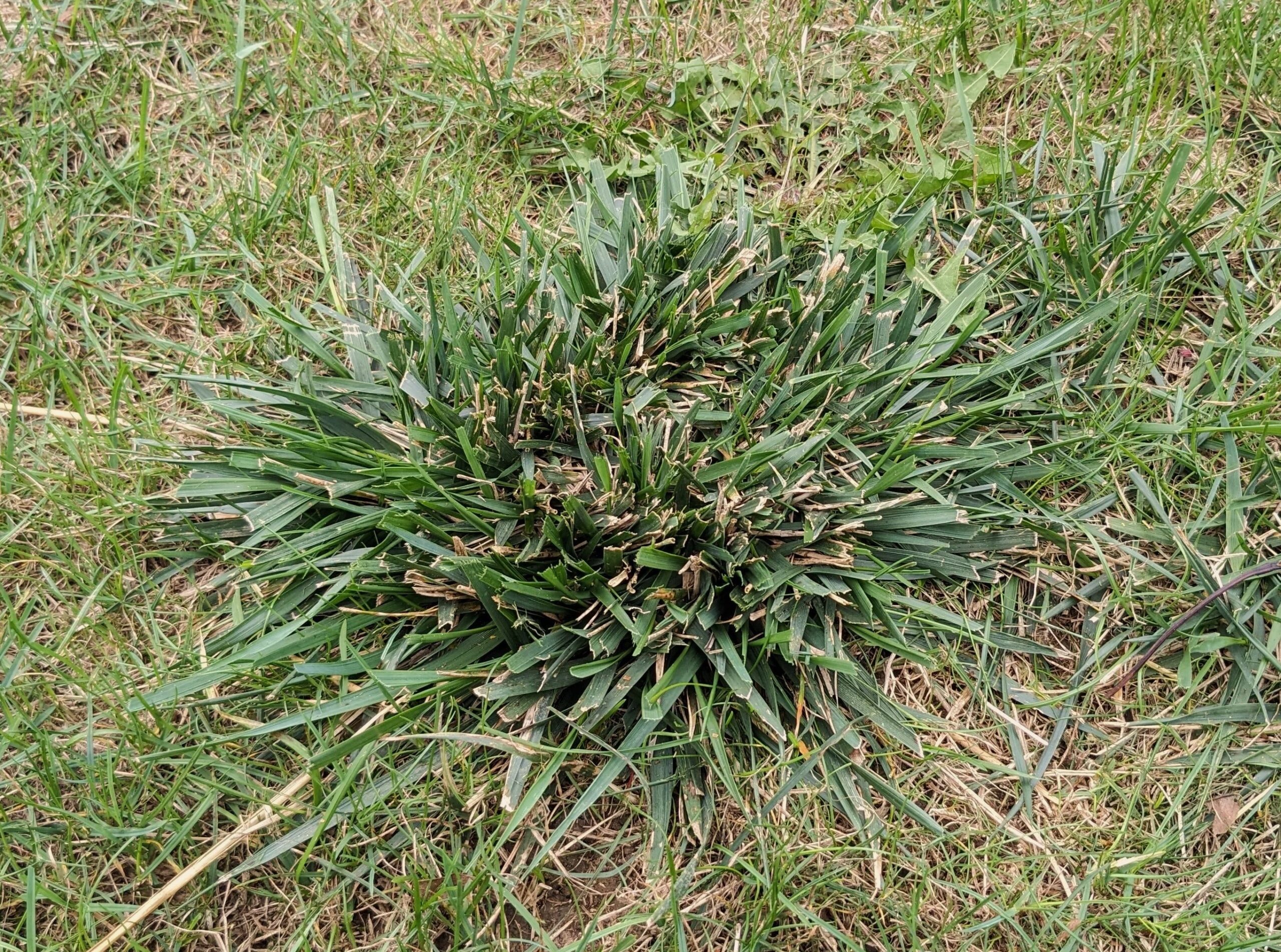 A close-up photograph of a coarse tall fescue clump in a lawn, showing stiff, wide blades growing upright in a bunch