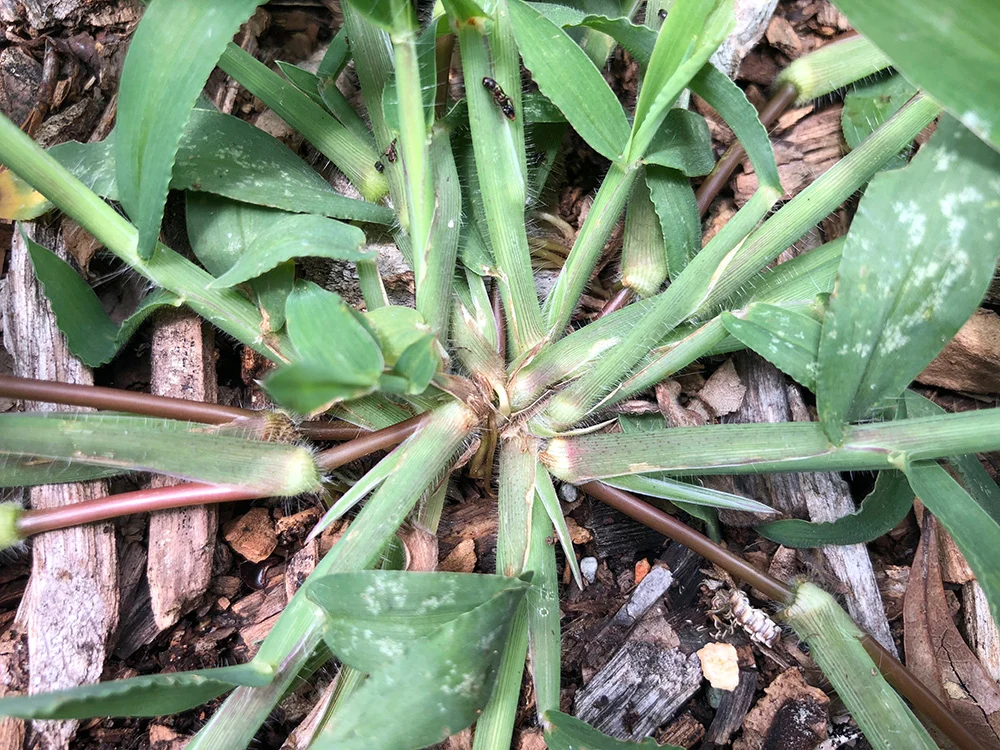 A close-up photograph of a crabgrass plant crown at soil level, showing multiple stems radiating outward from the center