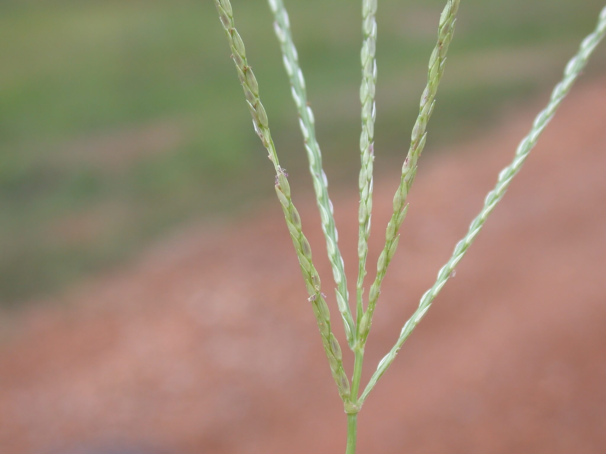 A close-up photograph of a crabgrass seed head with several thin finger-like spikes emerging from the tip of a stem