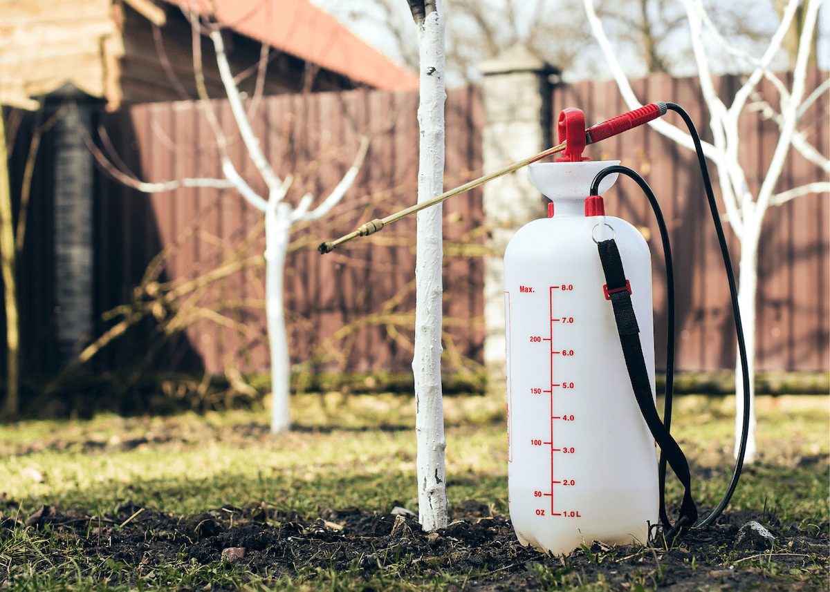 A close-up photograph of a garden pump sprayer being used to apply horticultural oil to rose leaves outdoors during mild weather