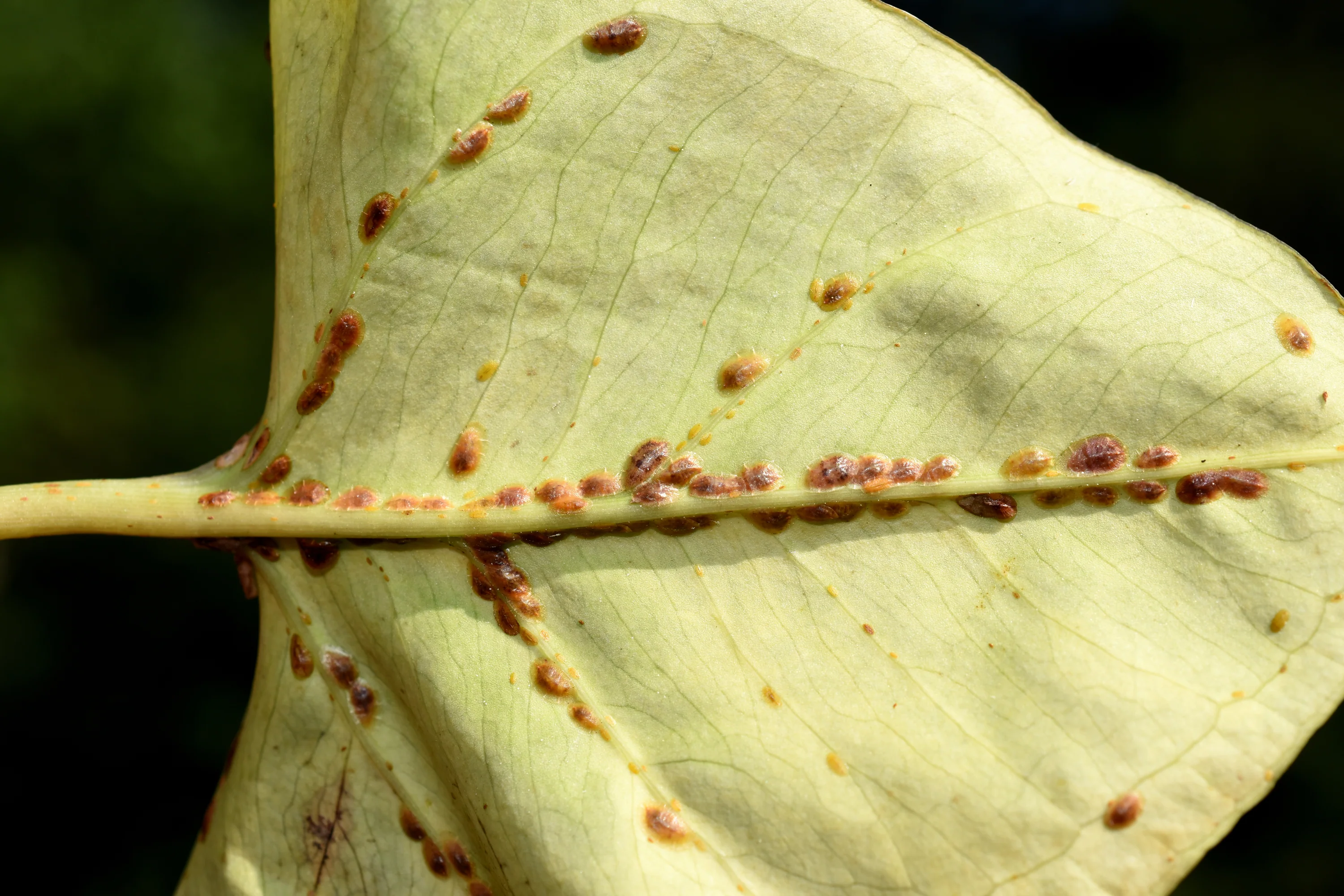 A close-up photograph of a gardener lifting a vegetable leaf in an outdoor bed to inspect the underside for pests