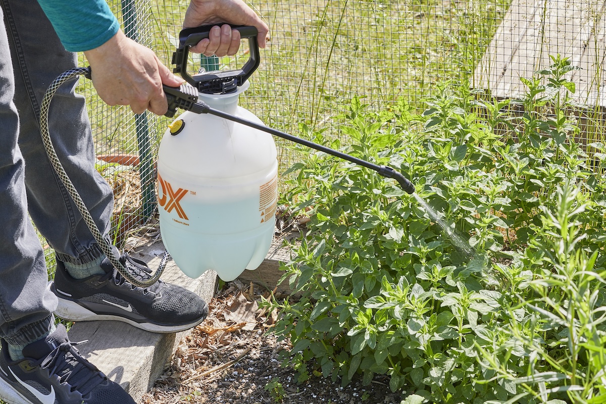A close-up photograph of a hand pump sprayer applying insecticidal soap to the underside of outdoor vegetable leaves