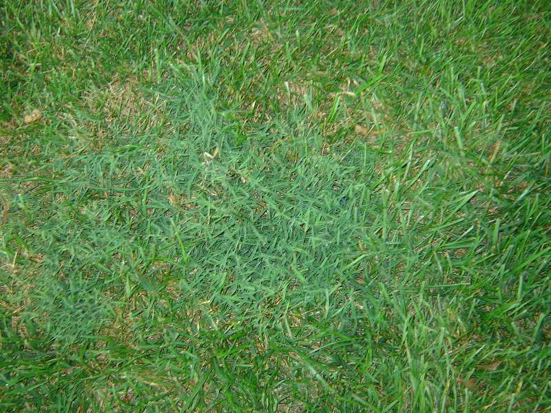 A close-up photograph of a nimblewill patch in turf, showing fine, wiry grass blades forming a dense mat