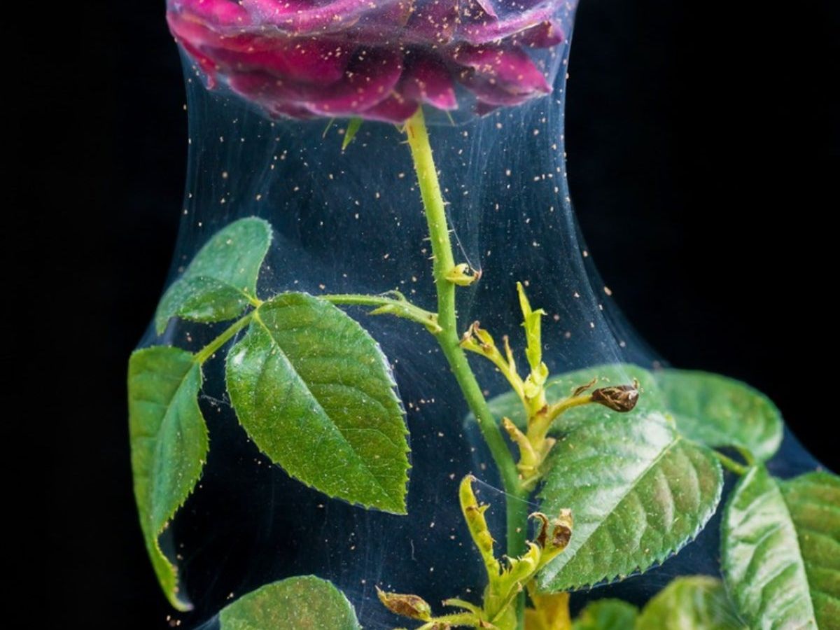 A close-up photograph of a rose stem and leaf cluster outdoors with fine spider mite webbing stretched between leaf petioles