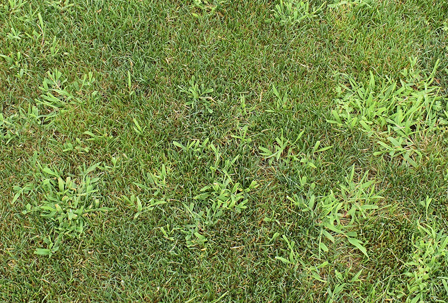 A close-up photograph of crabgrass spreading in a residential lawn, showing pale green blades radiating outward from a central crown