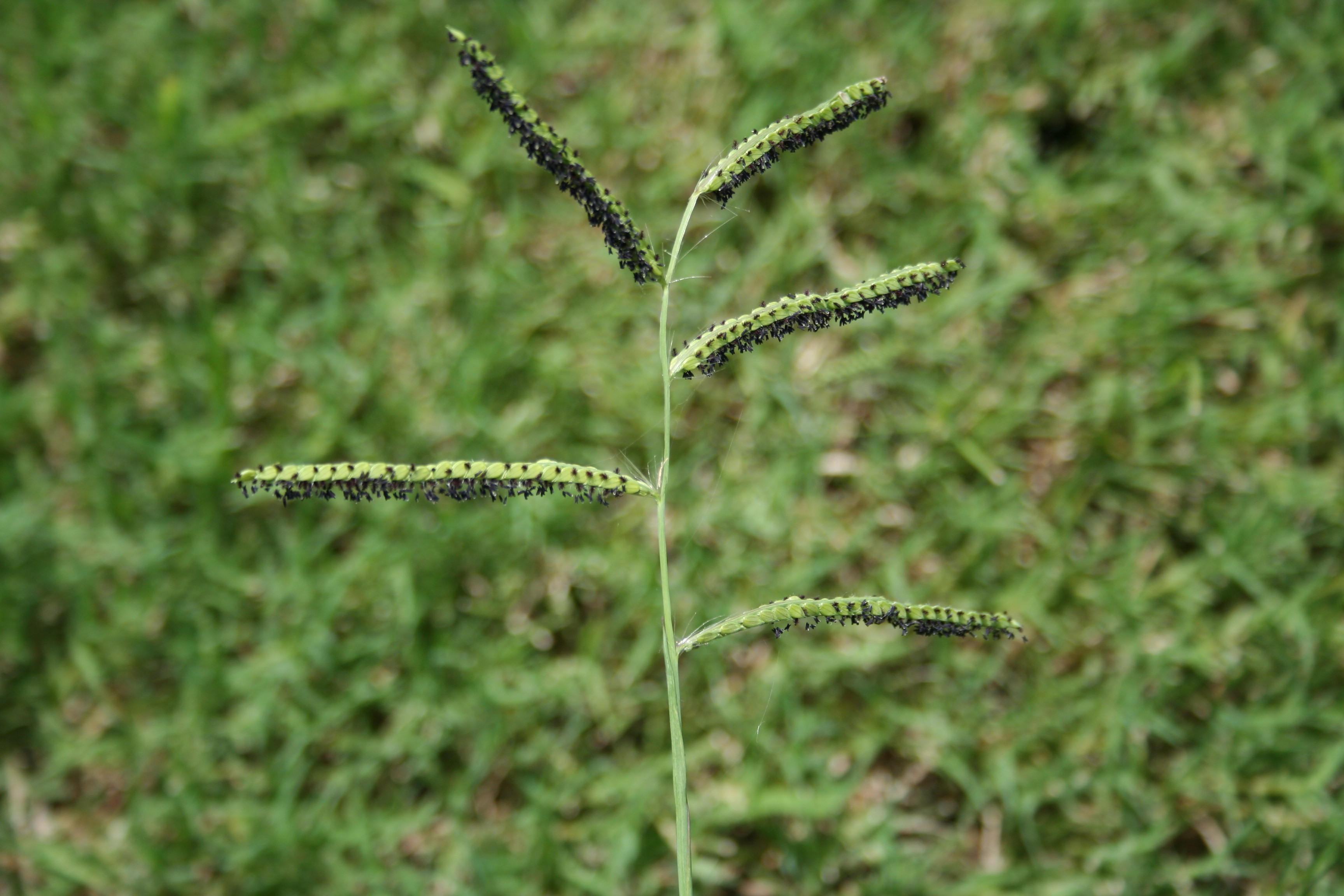 A close-up photograph of dallisgrass seed heads rising above a lawn, with multiple seed spikes spaced along a central stem