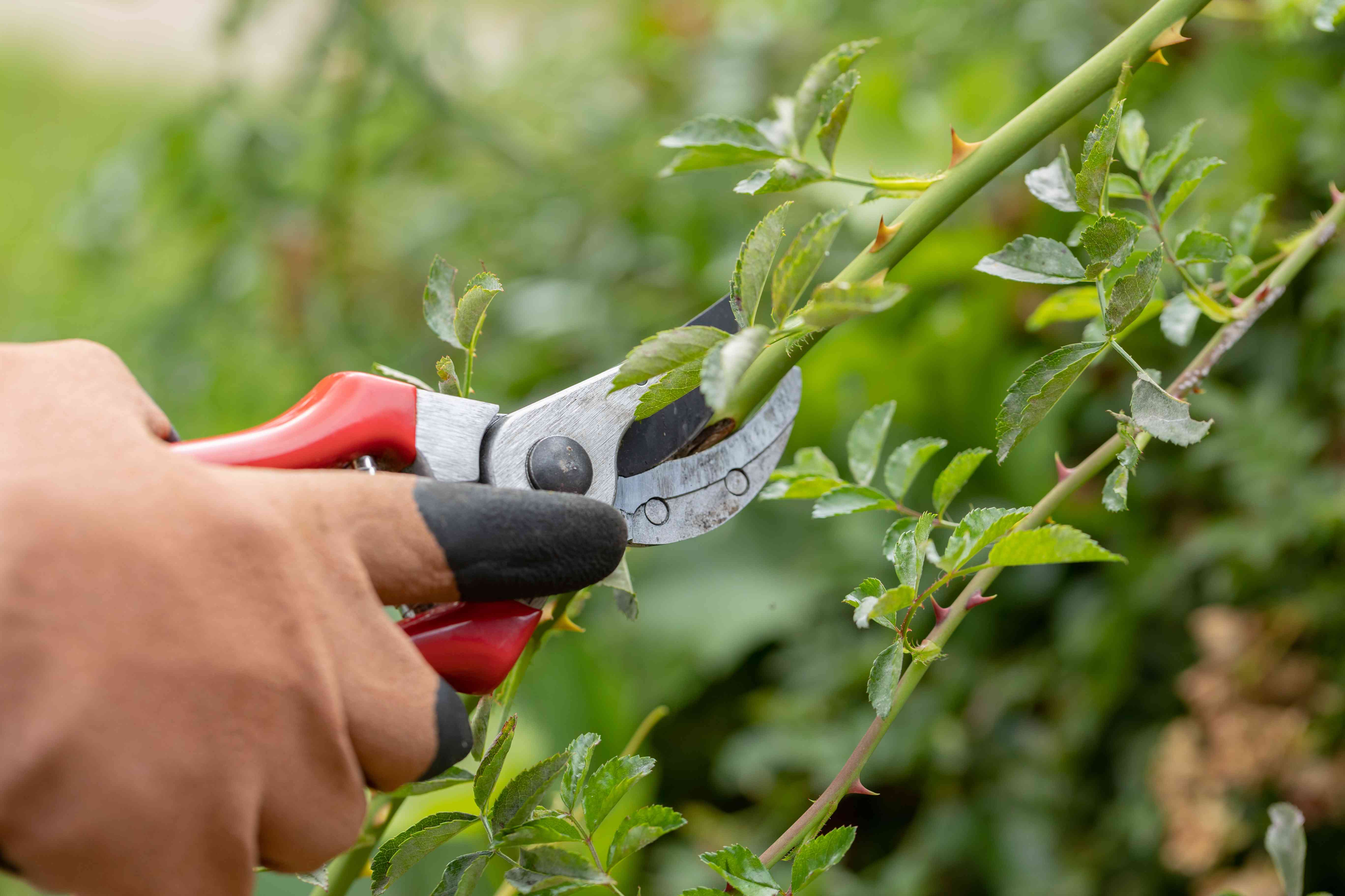 A close-up photograph of hand pruners cutting off a heavily stippled leaf from an outdoor shrub, with the leaf held steady