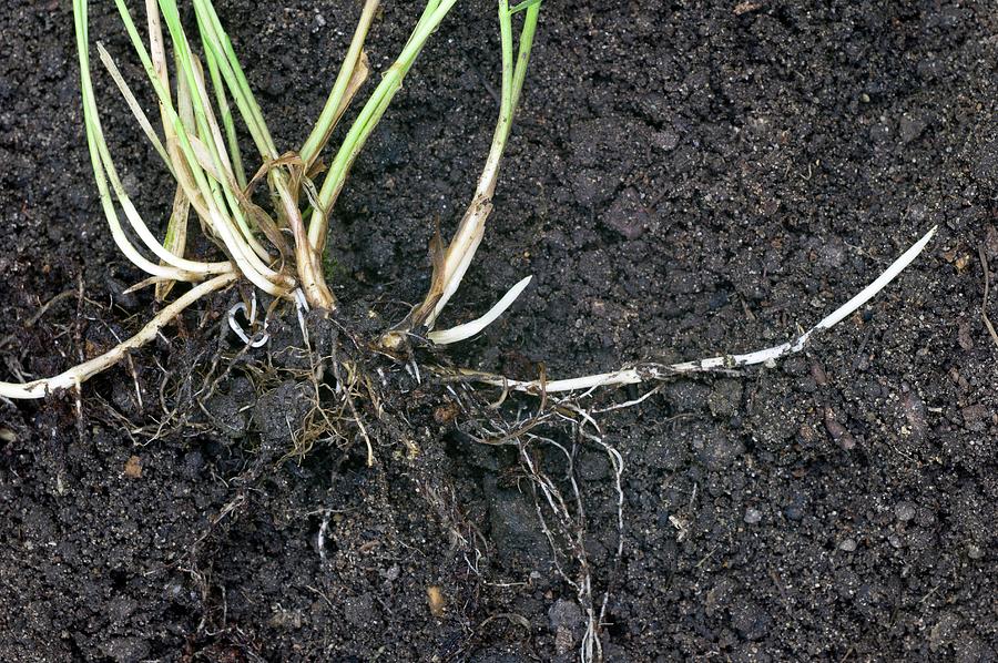 A close-up photograph of quackgrass pulled from soil showing long pale underground rhizomes attached to the plant