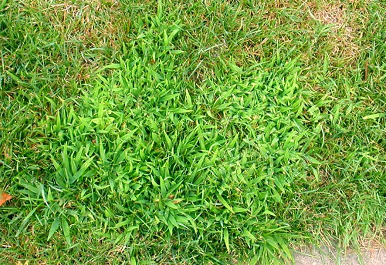 A close-up, photorealistic lawn photo showing a patch of crabgrass with wide, light-green blades spreading outward in a star shape among darker turfgrass, taken in natural daylight
