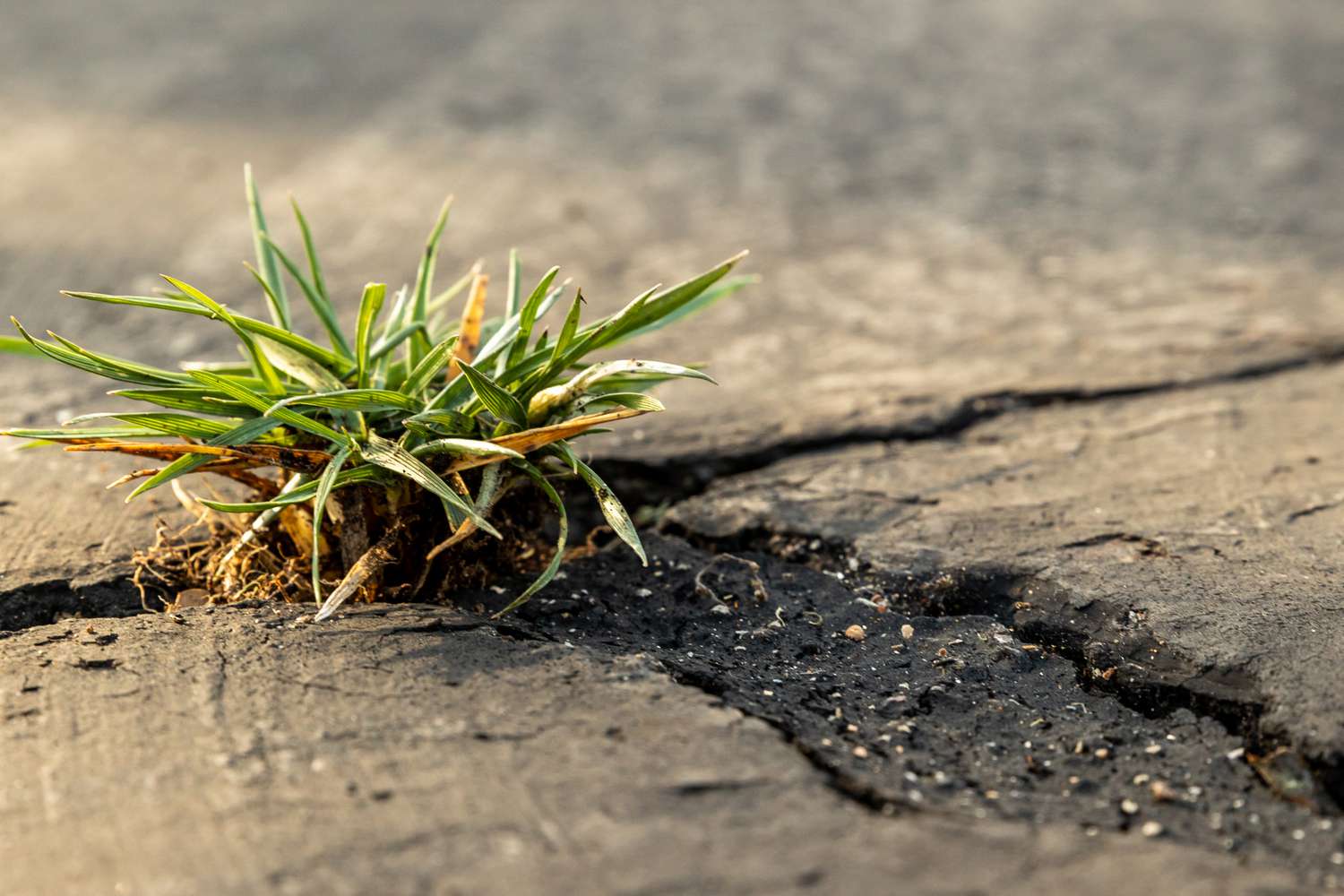 A close-up, real-life photo of green weeds sprouting from cracks in a concrete driveway in bright daylight, with small bits of grit and debris visible in the joint