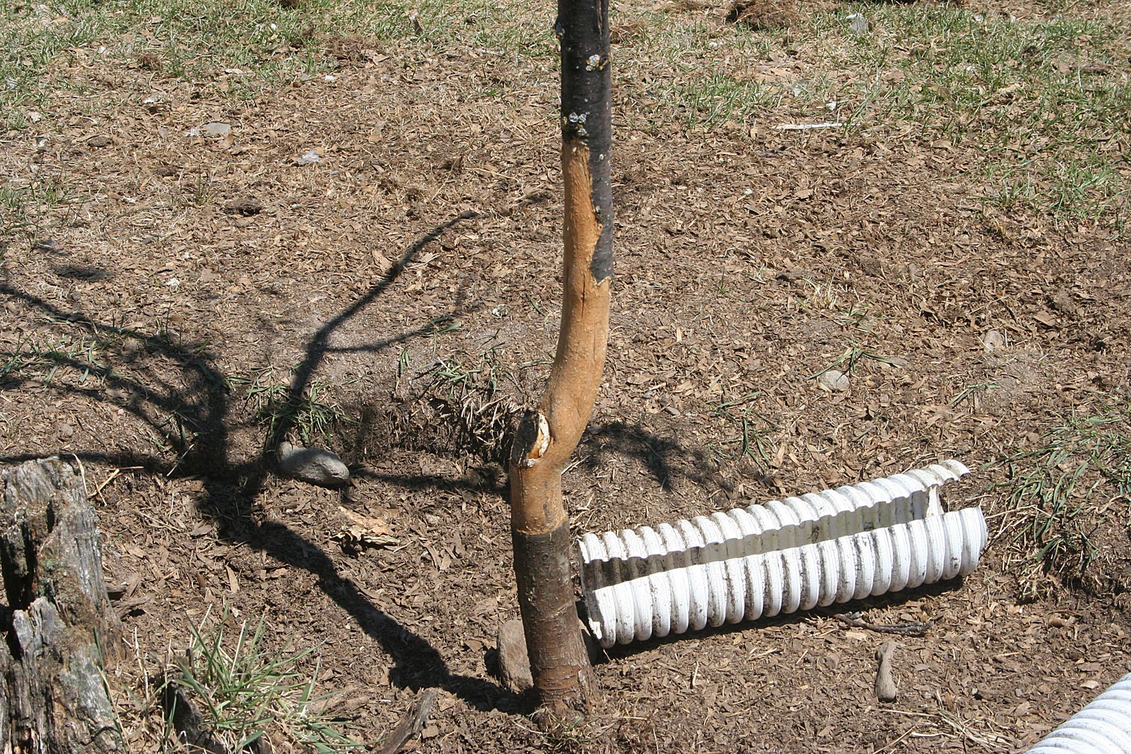 A close-up real photo of a young apple tree trunk with bark chewed away around the lower trunk near the soil line, showing fresh gnaw marks and exposed wood