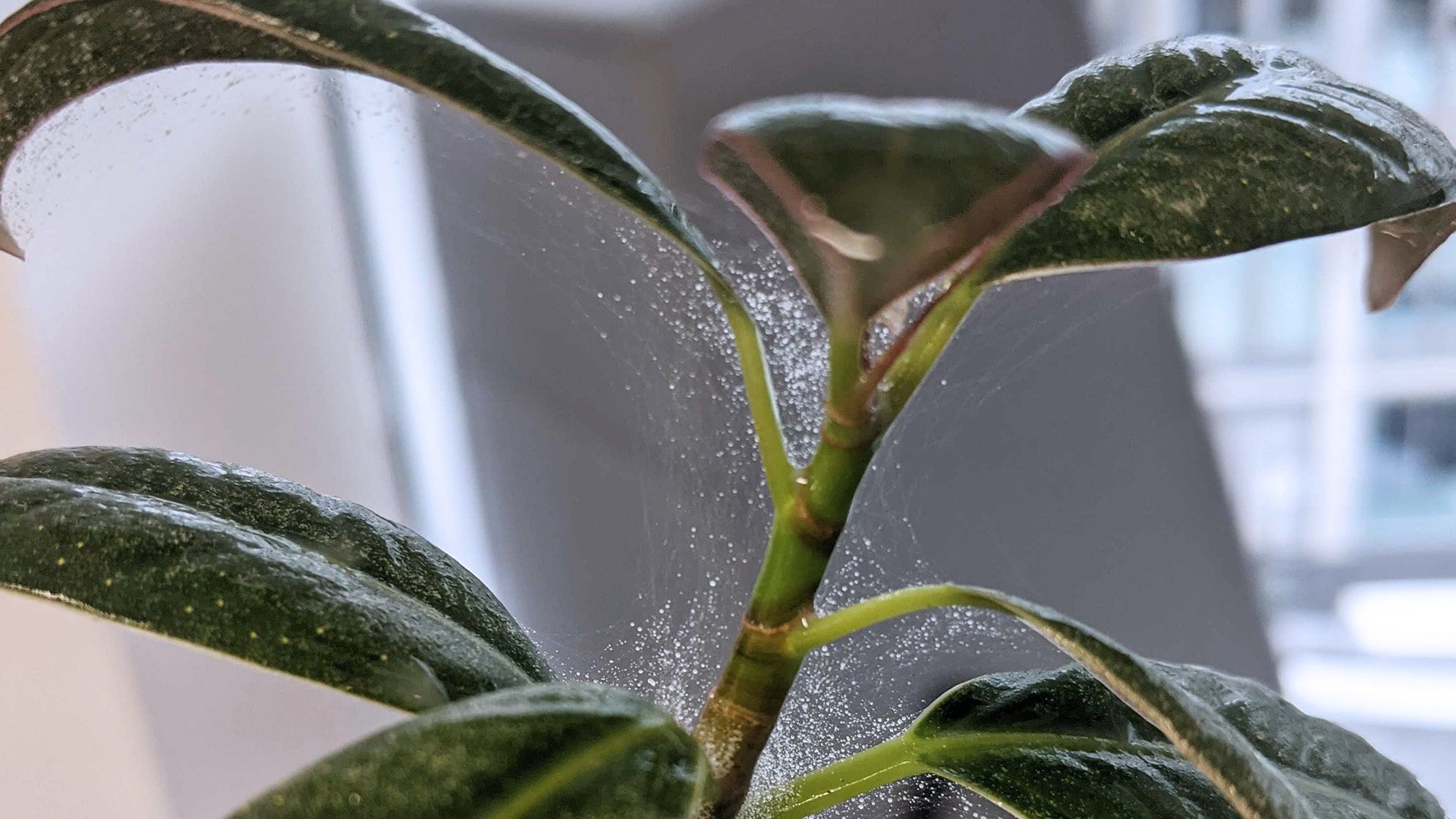 A close-up real photo of fine spider mite webbing stretched between the stems and leaf veins of an indoor houseplant near a bright window