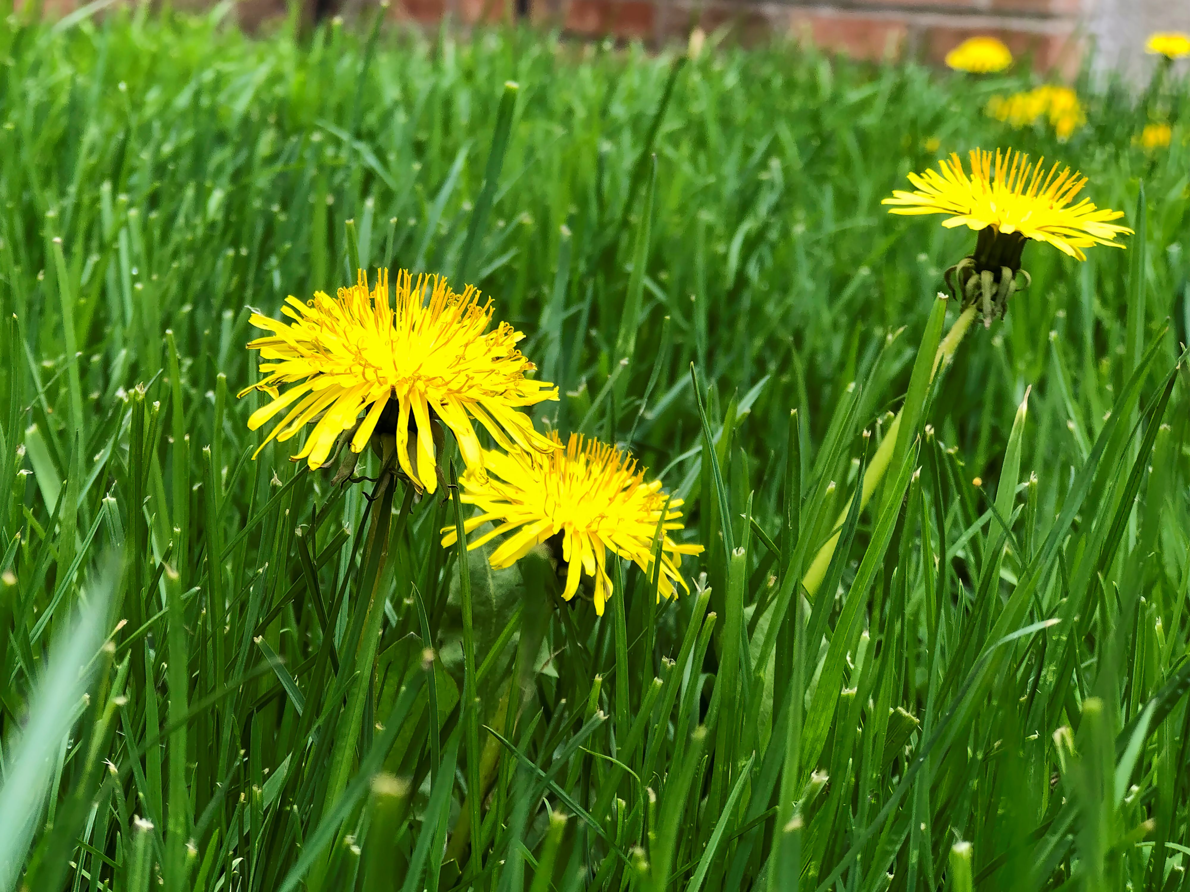 A close-up real photograph of a bright yellow dandelion flower growing in a suburban lawn, with individual grass blades in sharp focus and a softly blurred yard in the background, natural daylight