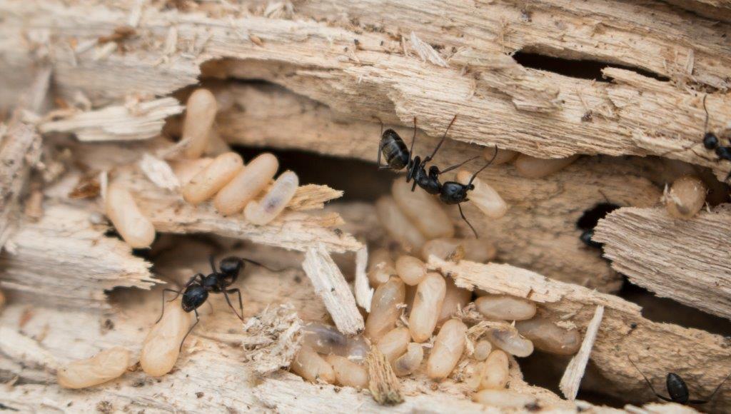 A close-up real photograph of a large black carpenter ant carrying a pale larva across a hardwood floor near a baseboard, shallow depth of field