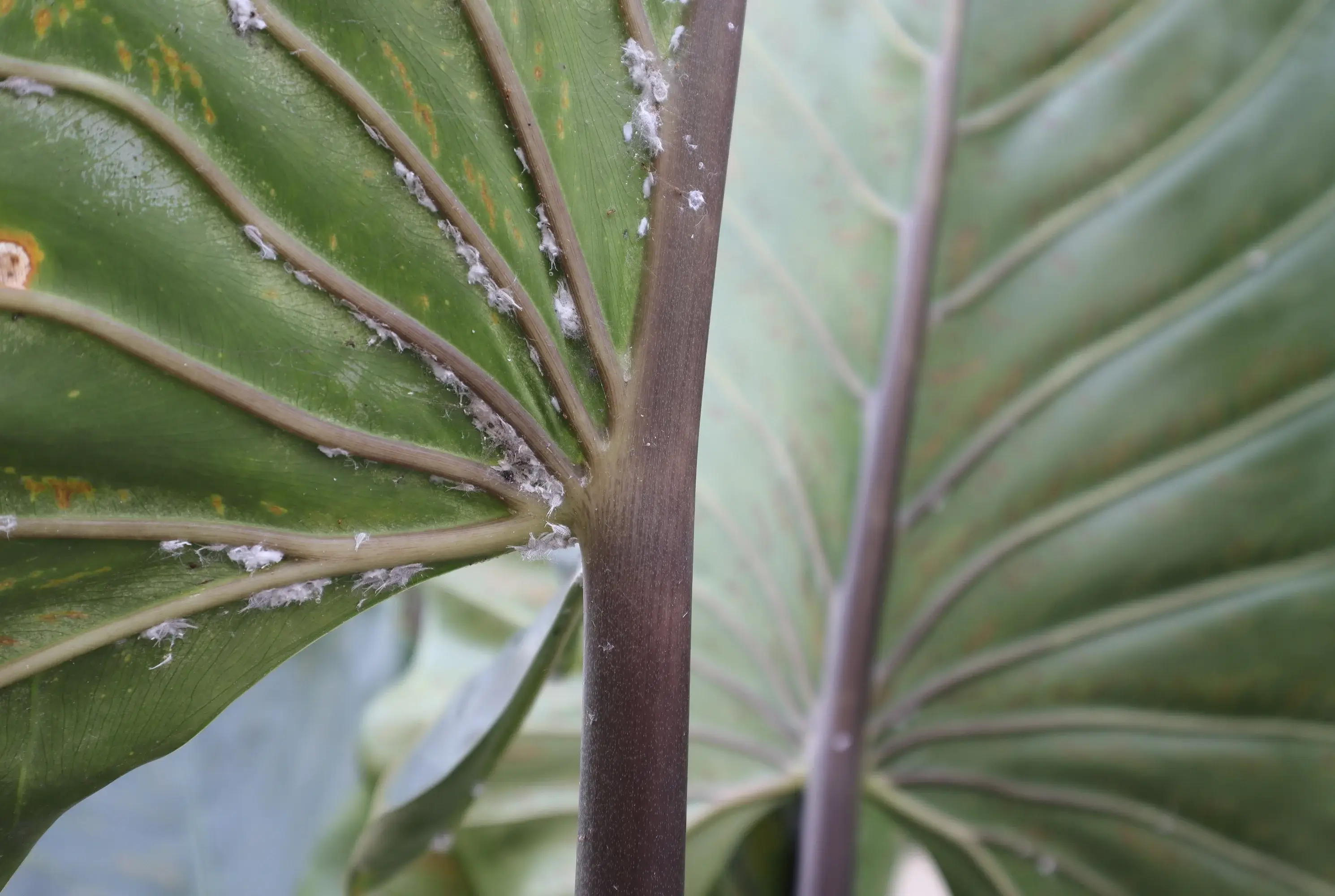 A close-up real photograph of a mealybug infestation on a houseplant stem and leaf joint, showing white cottony clusters tucked into the crevice