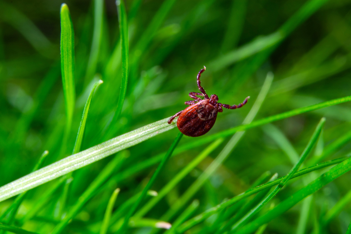 A close-up real photograph of a tick crawling on a blade of grass in a backyard lawn, shallow depth of field with the lawn blurred behind it