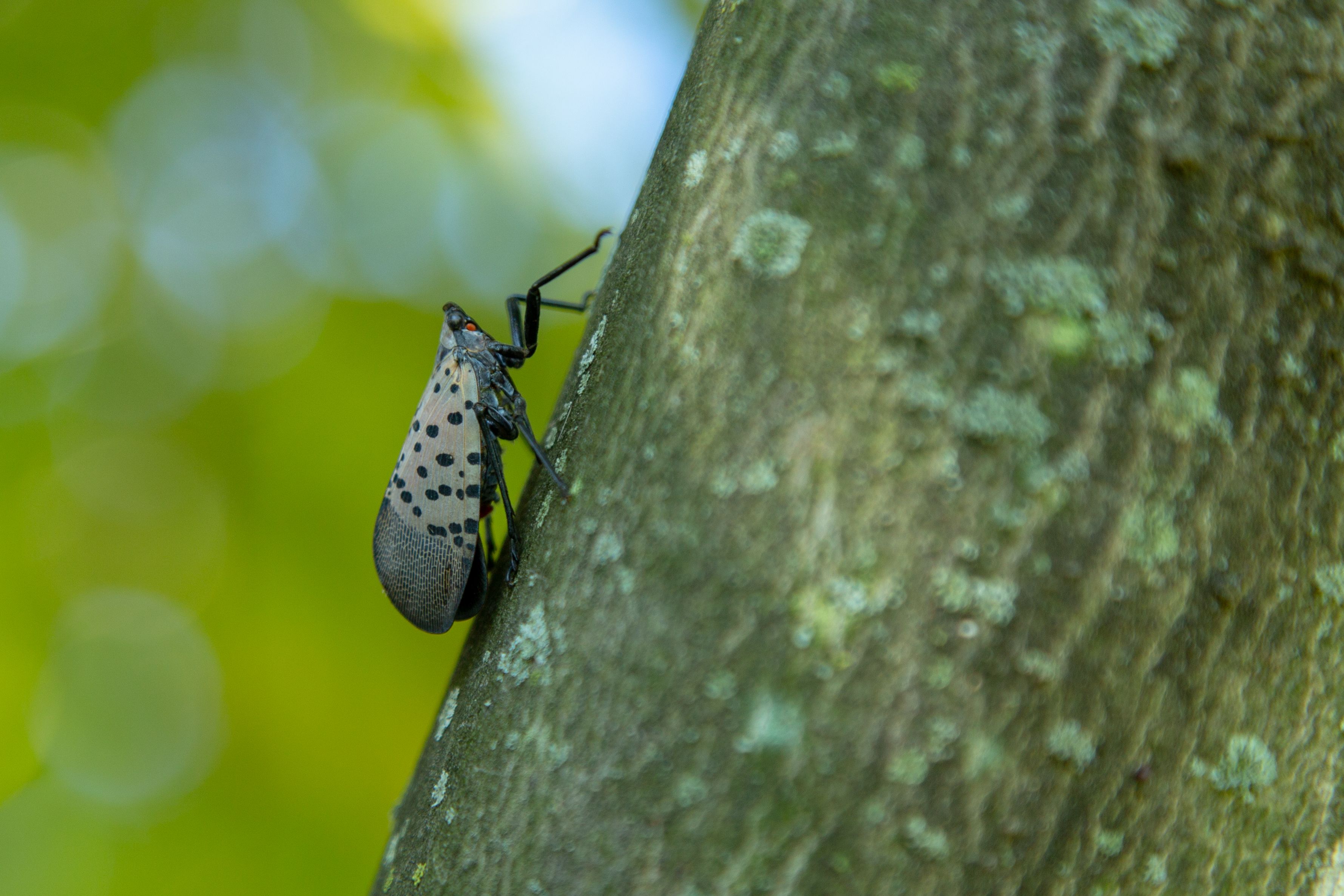 A close-up real photograph of an adult spotted lanternfly resting on rough tree bark, showing the gray forewings with black spots