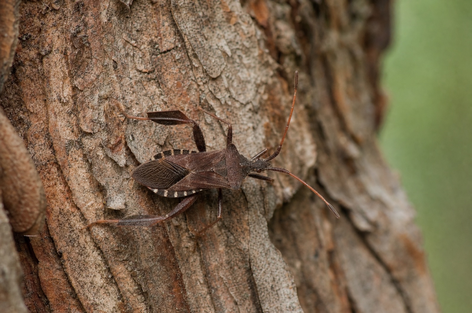 A detailed view of a western conifer seed bug highlighting the widened leaf-like section on its hind leg