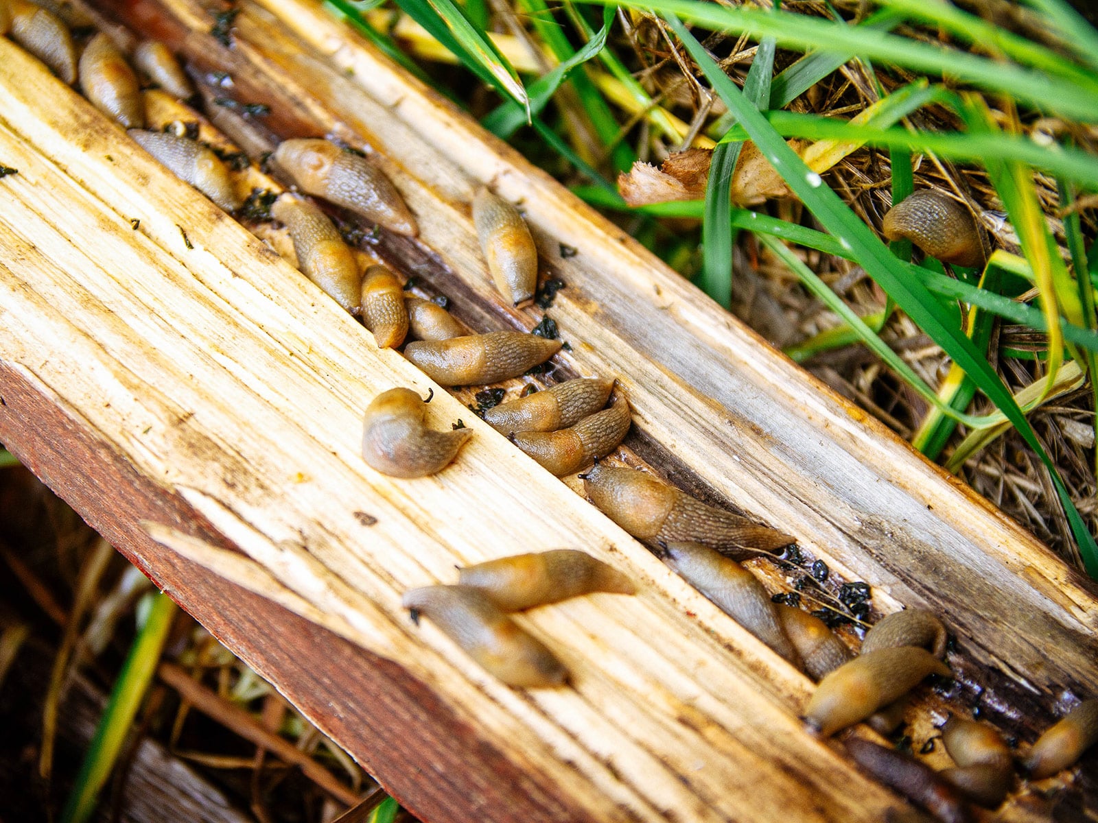 A flat wooden board resting on garden soil beside a raised bed, set up as a hiding trap for slugs