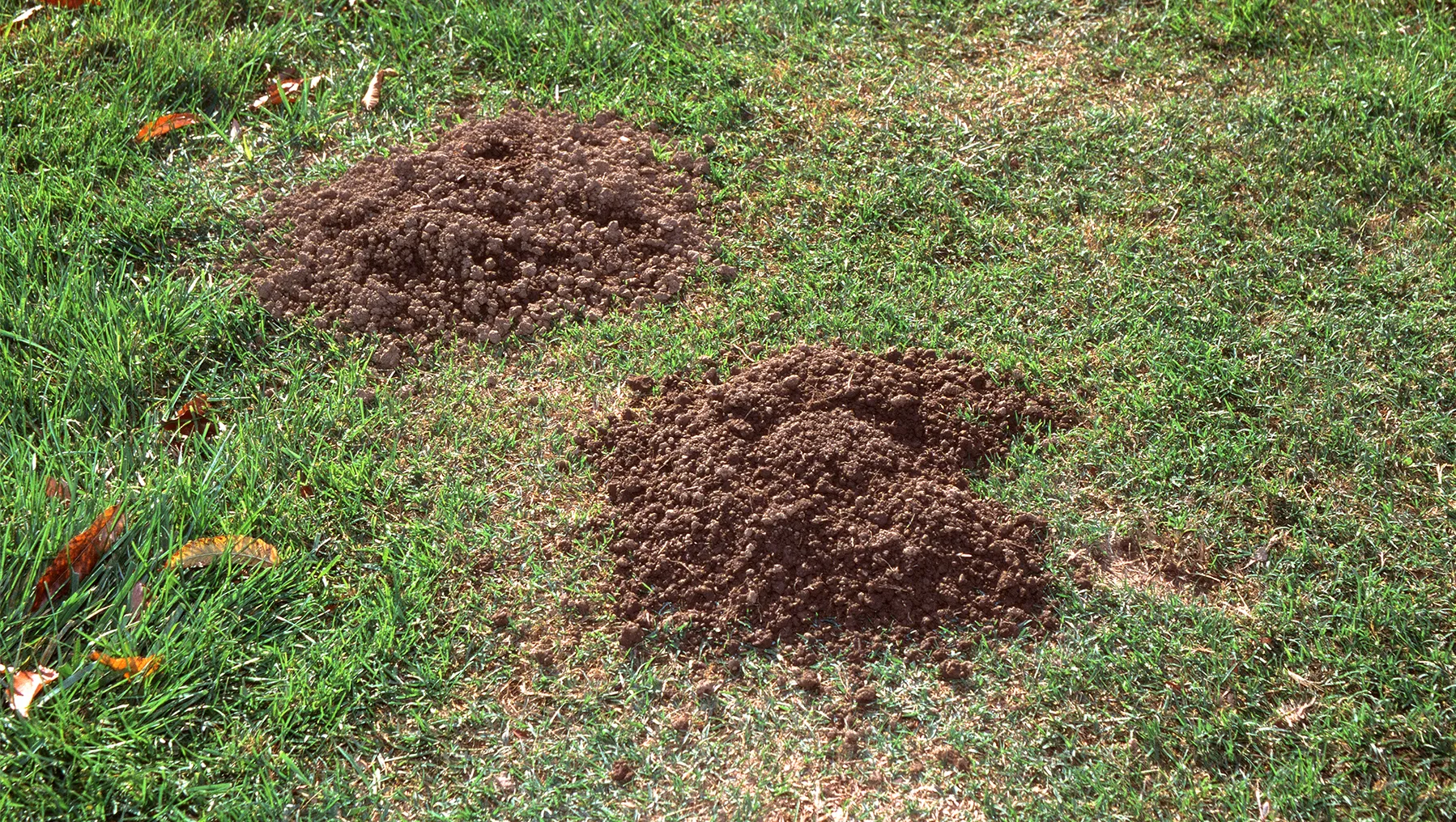A fresh fan-shaped mound of loose soil on a green backyard lawn with a small plugged opening off to one side, natural daylight photo