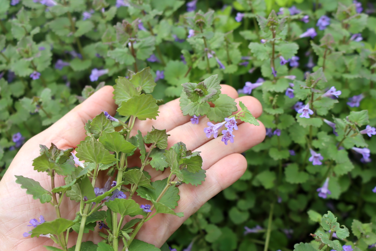 A ground ivy runner held between fingers, showing a square stem and opposite leaf pairs