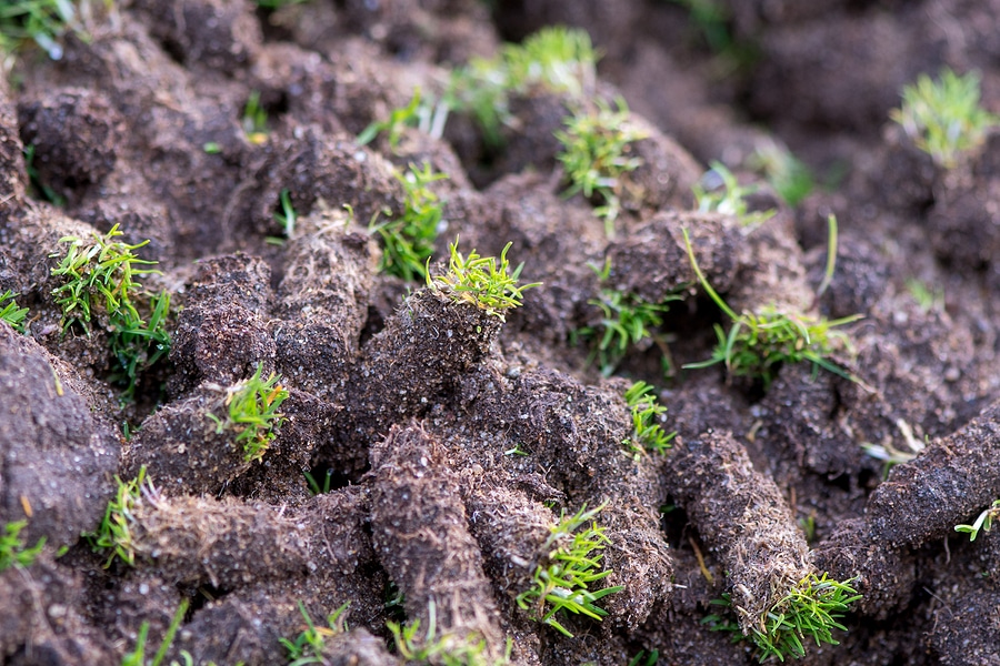 A ground-level photo of fresh soil plugs scattered across a lawn after core aeration, with grass blades and moist earth texture clearly visible, photorealistic
