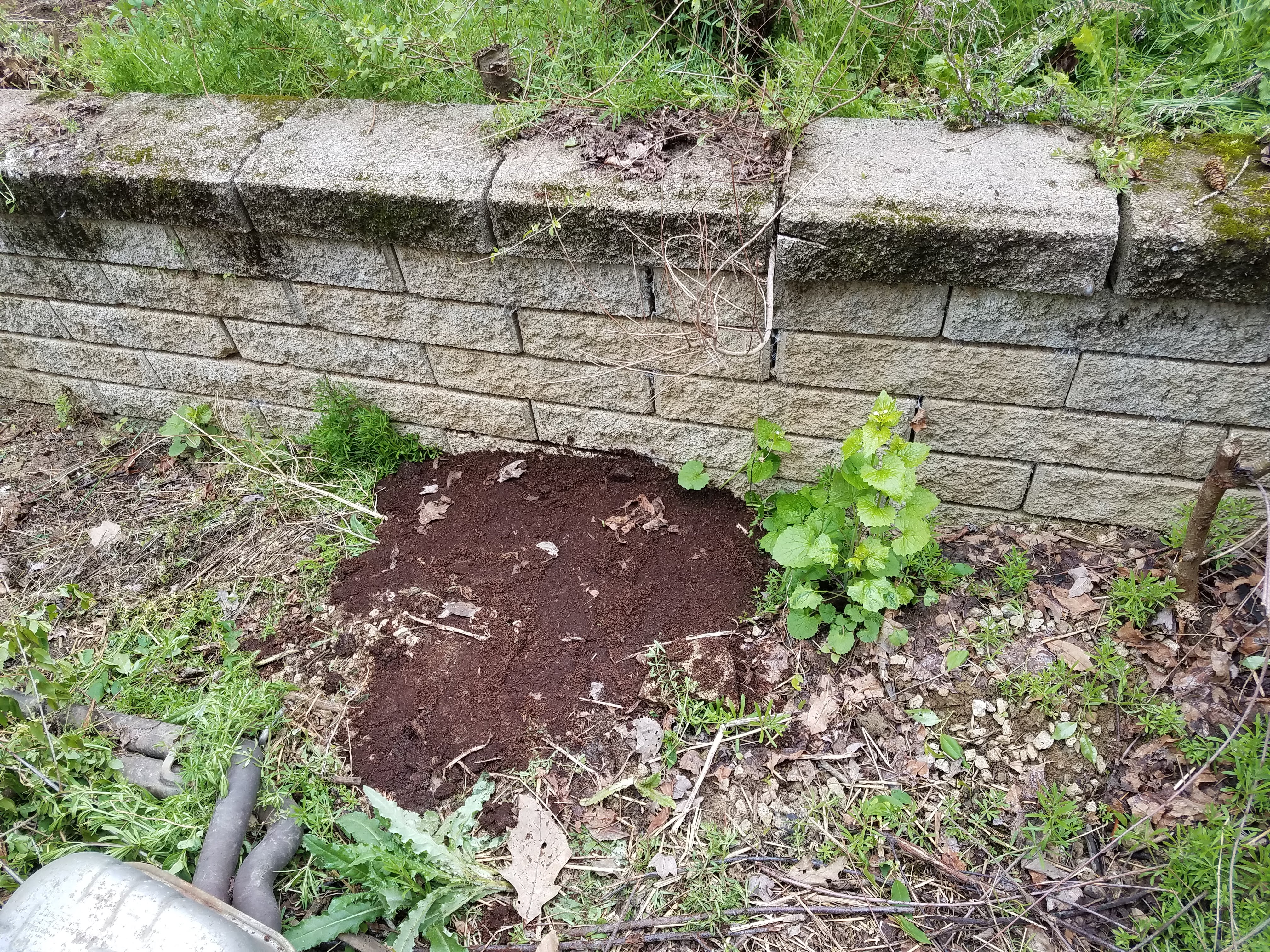 A groundhog standing near a fresh burrow entrance in a suburban backyard with disturbed soil piled beside the hole, natural daylight, realistic photo