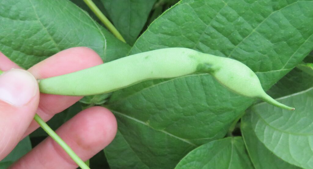 A hand holding green bean pods with small dimples and puncture marks from stink bug feeding