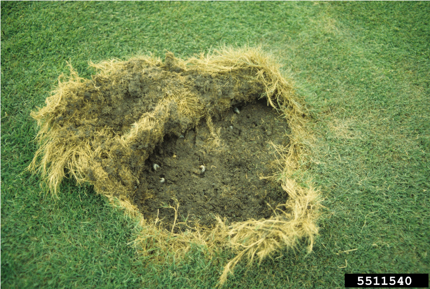 A homeowner lifting a small flap of turf to reveal soil underneath, showing loose grass roots and visible white C-shaped grubs in the dirt, natural daylight photo