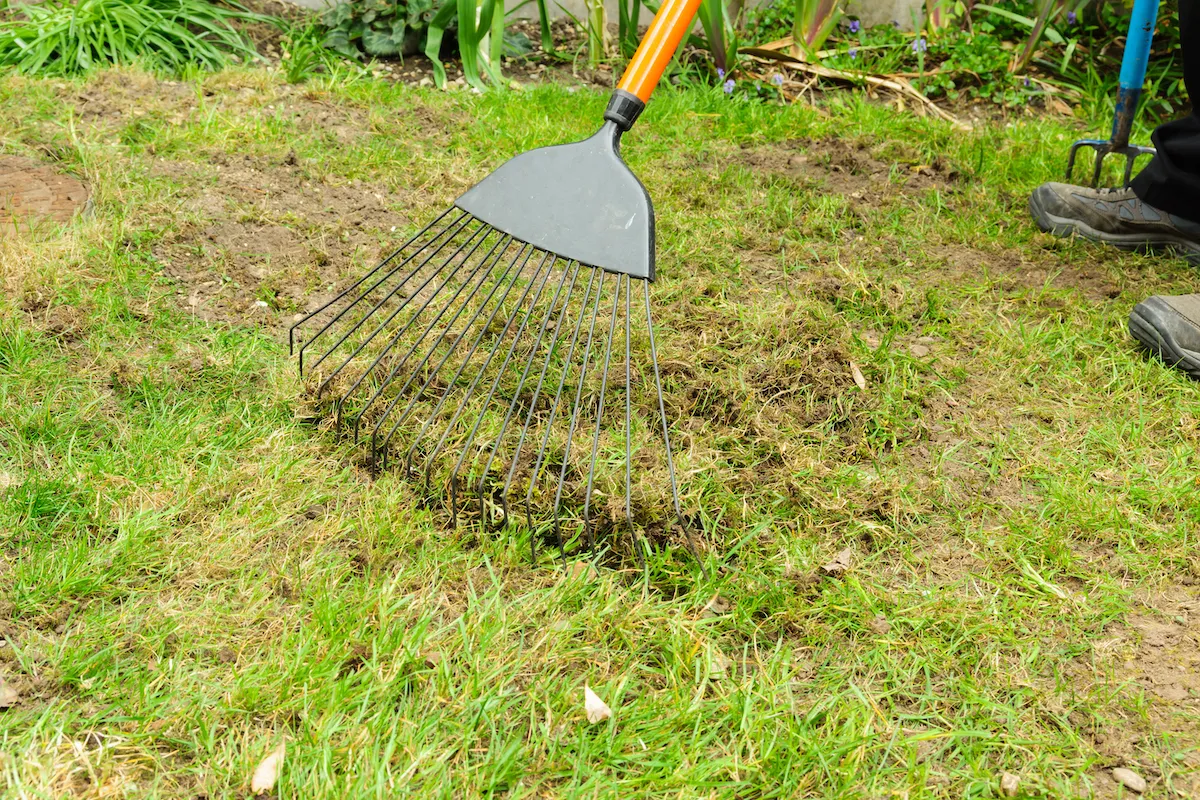 A homeowner raking dead brown moss out of a lawn with a metal rake, creating clean soil exposure in a patchy area, suburban backyard, photorealistic