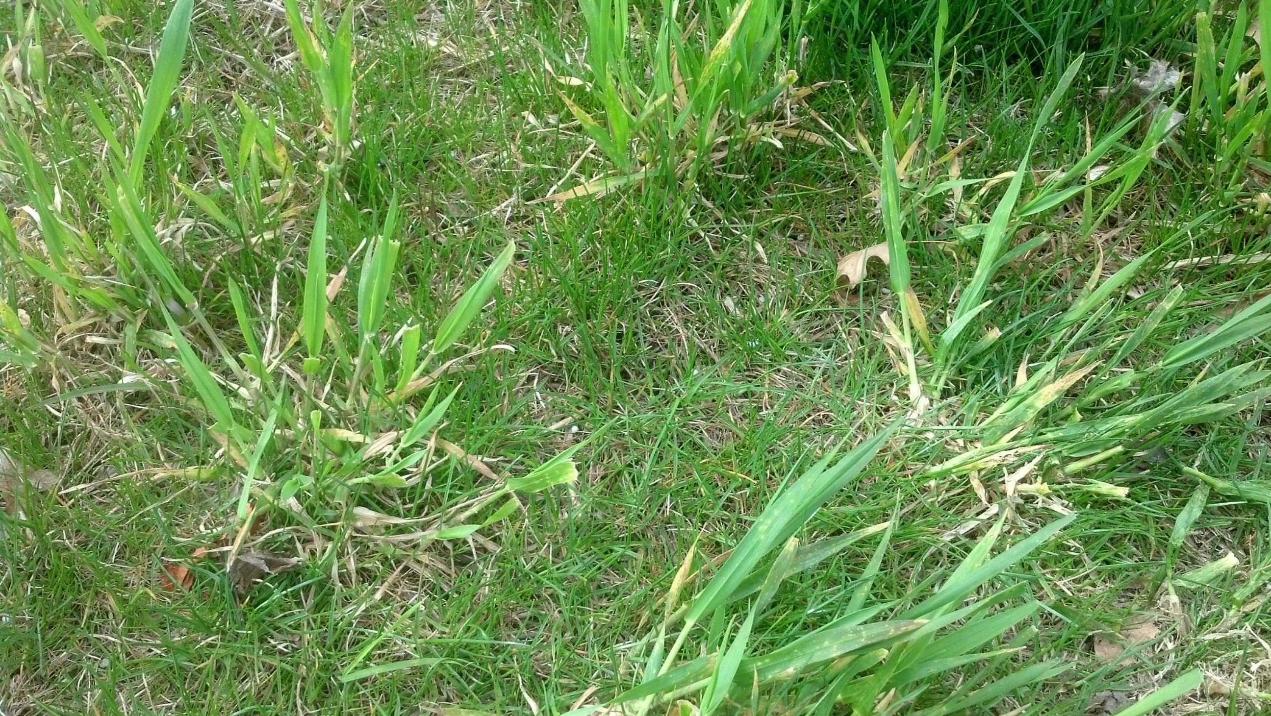 A homeowner spreading grass seed by hand over a bare soil patch in a lawn with a rake nearby