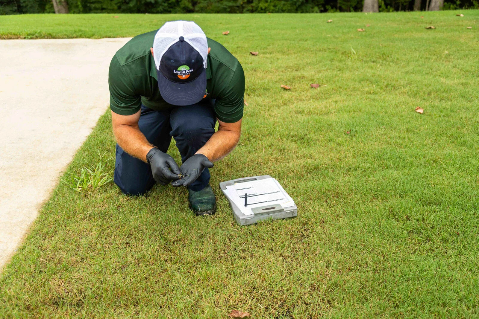 A homeowner walking slowly across a summer lawn, looking down and inspecting a small browning area