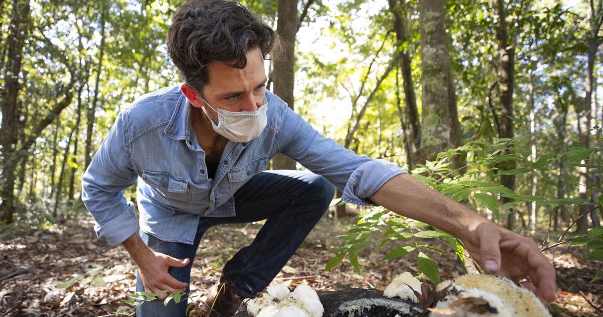 A homeowner wearing work gloves picking small mushrooms out of a grassy lawn and placing them into a yard waste bag