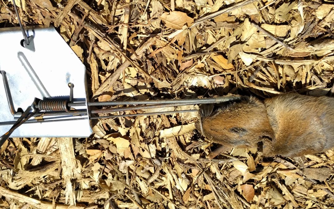 A homeowner wearing work gloves placing a gopher trap into an opened tunnel beside a garden bed, outdoor daylight photo