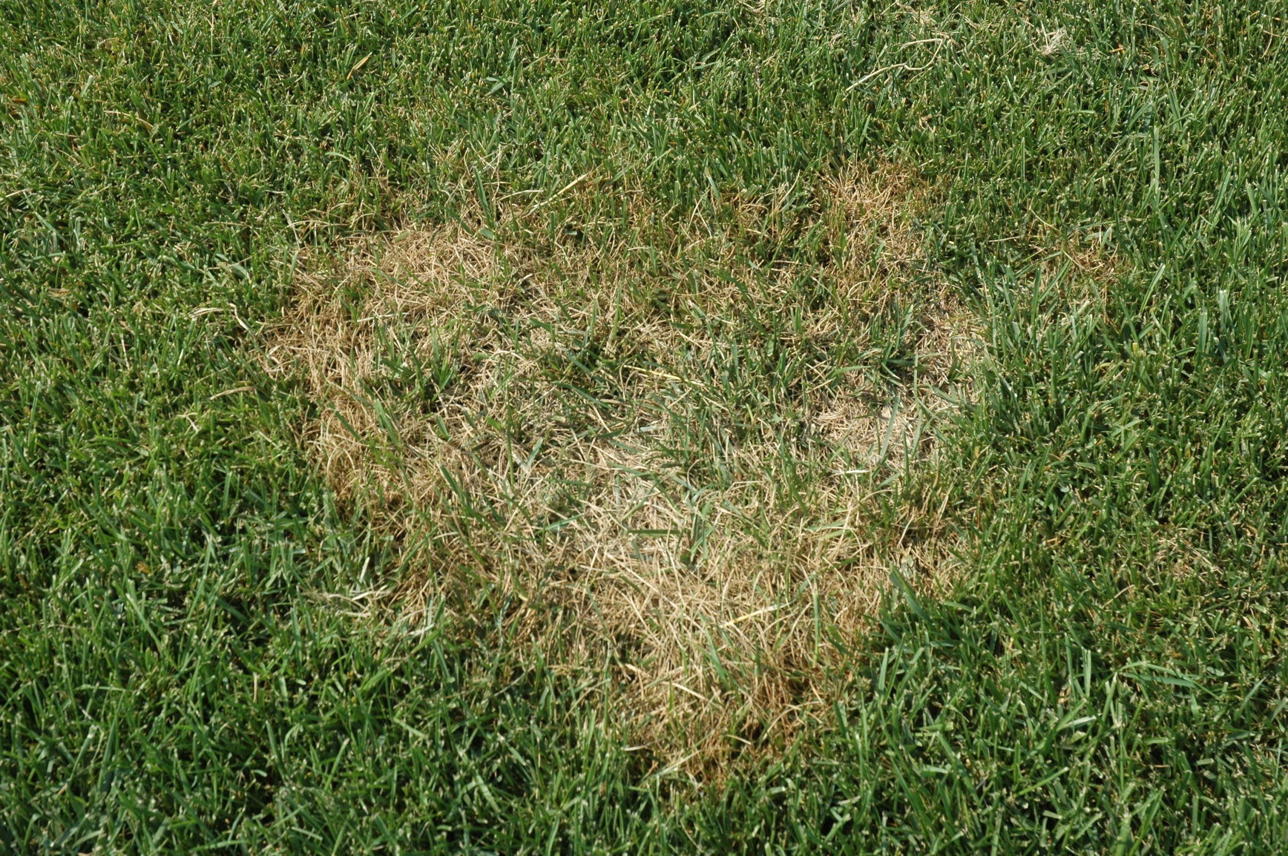 A lawn area with a circular brown patch and a slightly darker ring around the edge