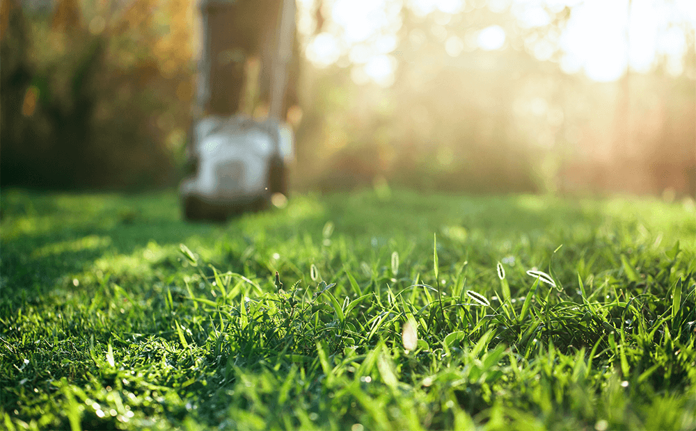 A lawn mower cutting thick Bermuda grass at a low, even height with clean stripes in bright sun