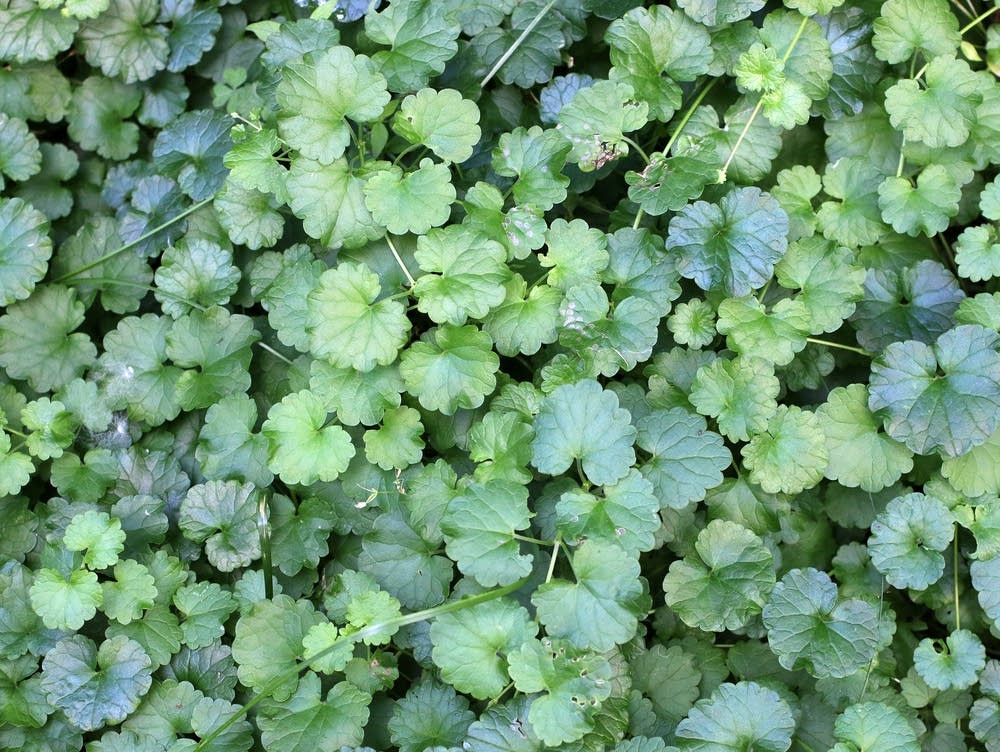 How to Get Rid of Creeping Charlie in Your Lawn