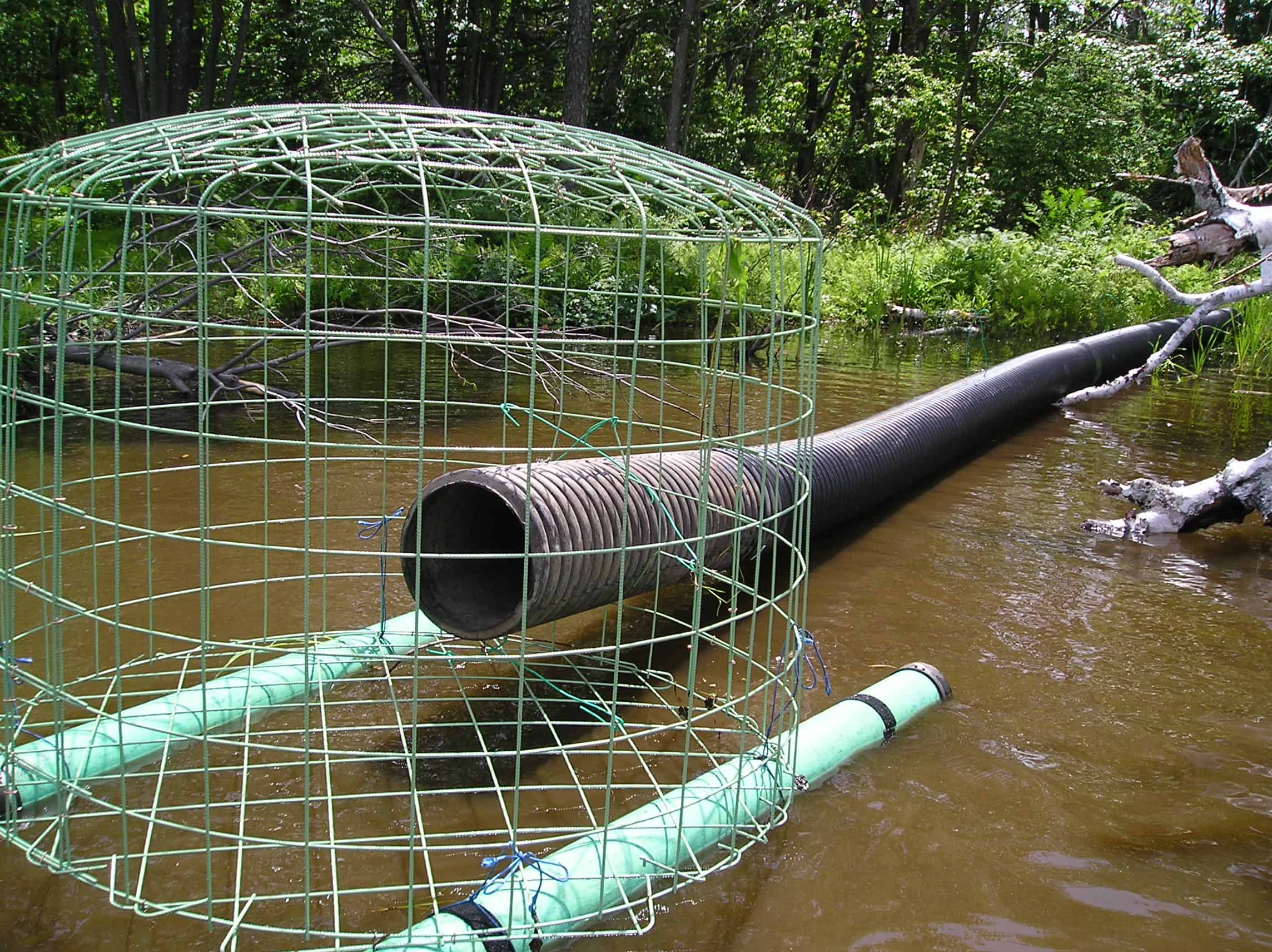 A perforated plastic pipe inlet surrounded by a wire cage in a calm pond near a beaver dam, with water flowing quietly, realistic outdoor photo