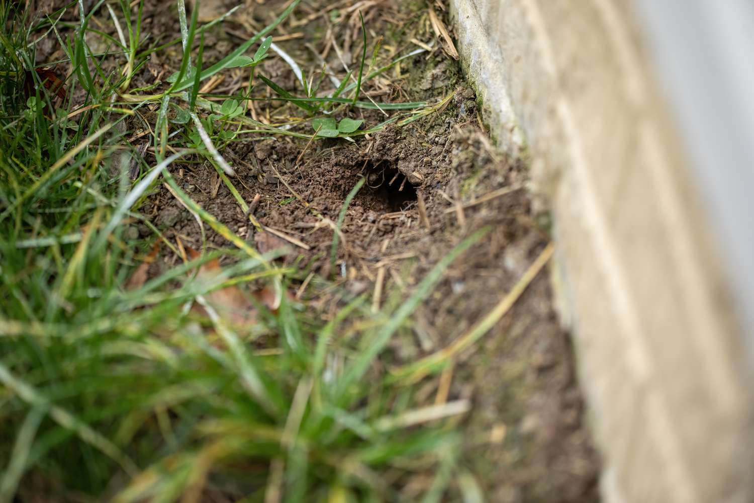 A person using a hand shovel to dig into turf, exposing decaying wood pieces and dark soil beneath the grass