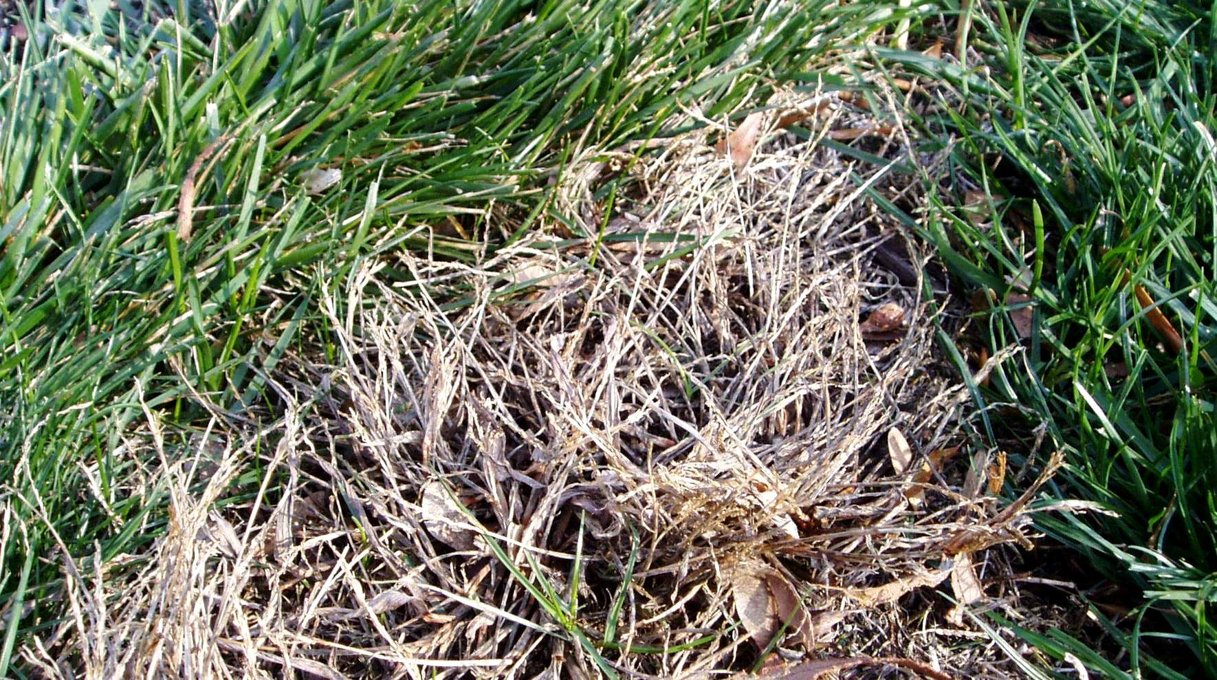 A photograph of brown, collapsed crabgrass patches in a lawn after an early frost, with surrounding turf still greener