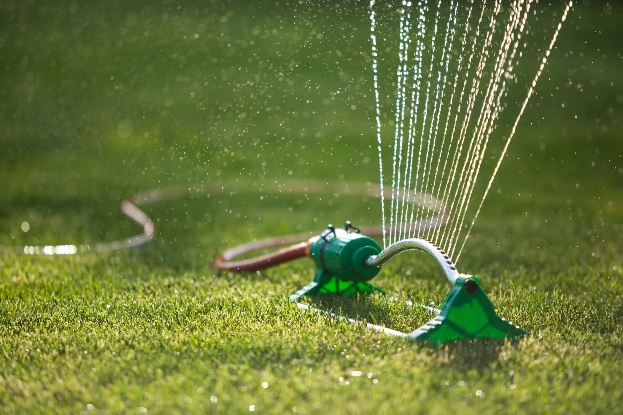 A pop-up lawn sprinkler spraying water in a backyard during early morning light, with small droplets visible and a freshly seeded lawn in the foreground, photorealistic